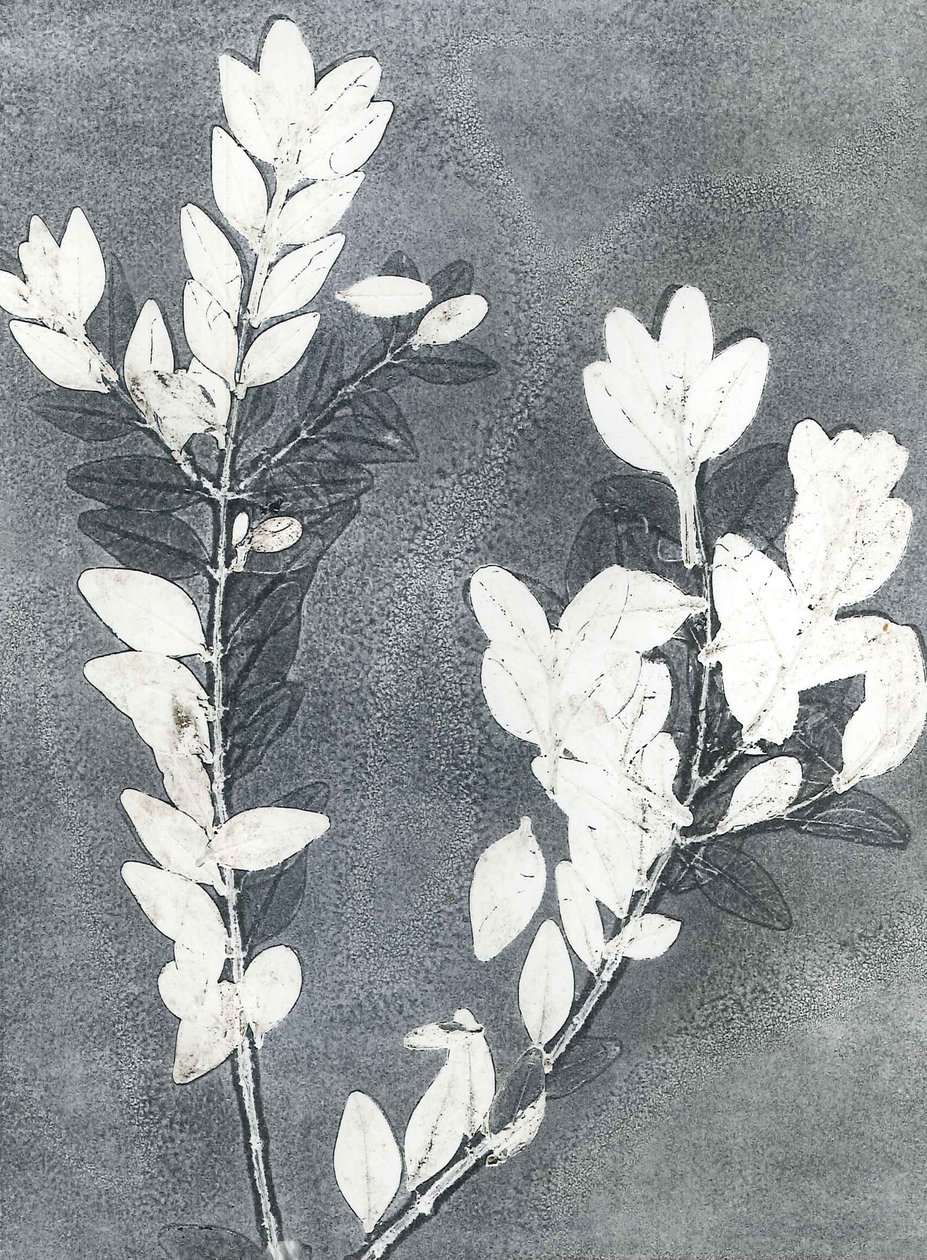 Midnight Garden III, 2015 (monoprint sur papier) - Stephen Dow
