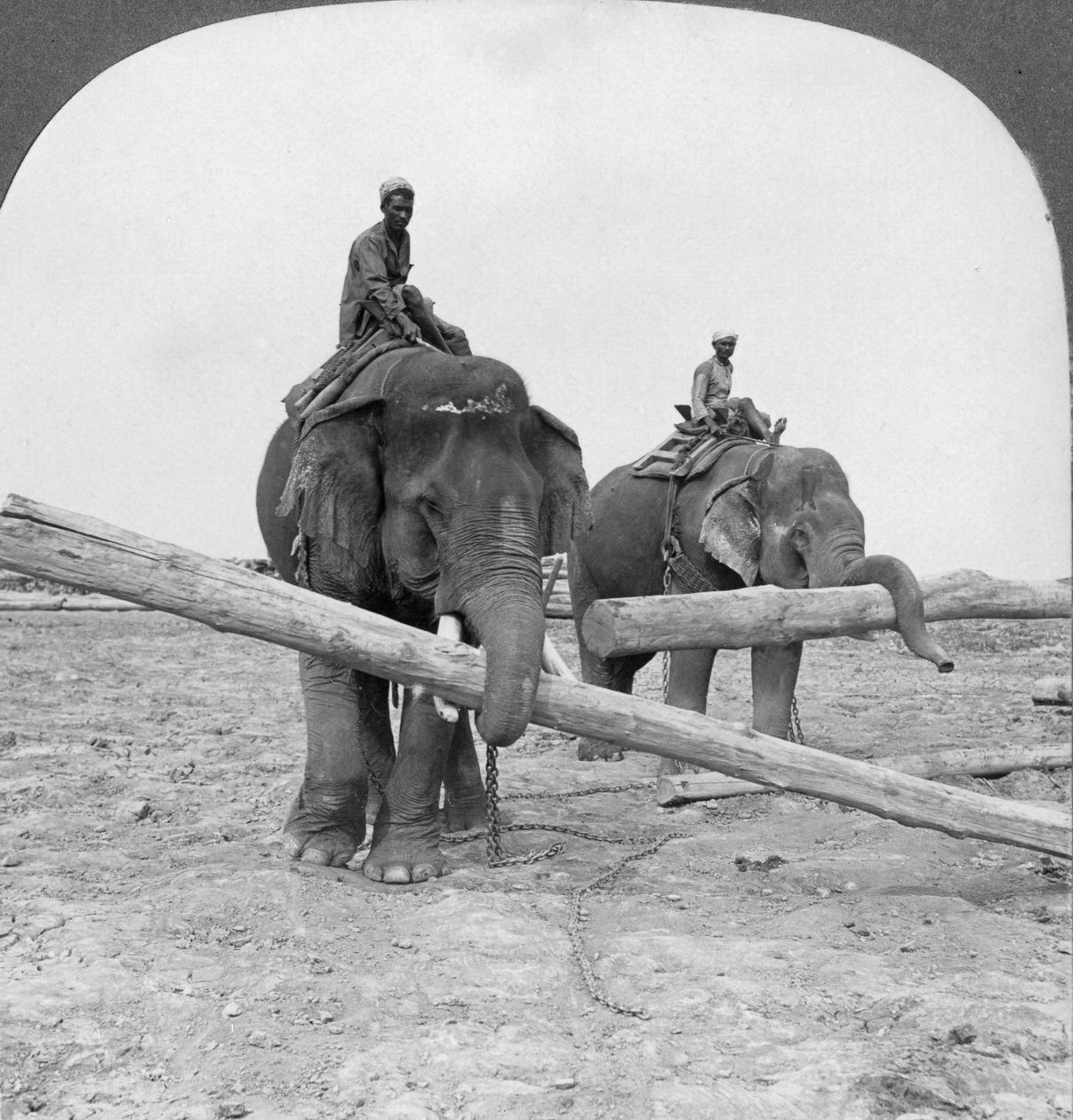 Éléphants travaillant dans une cour à bois, Rangoon, Birmanie, 1908 - Stereo Travel Co