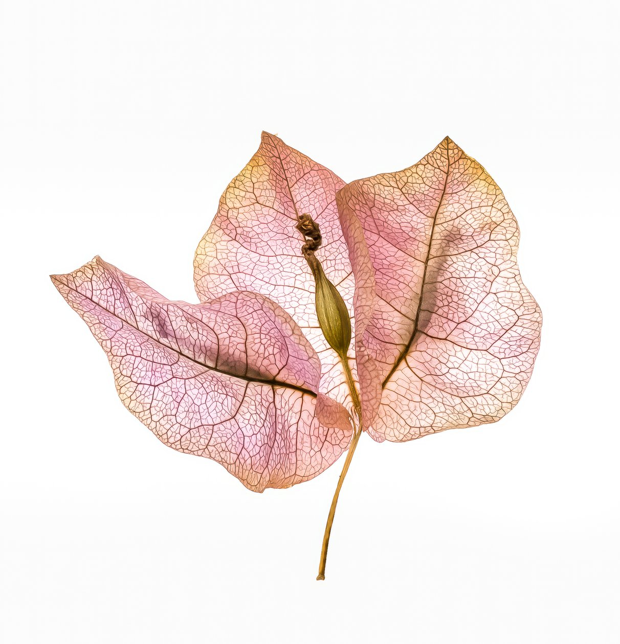 Bougainvillier Bract No. 01, 2020 - Steve Gallagher