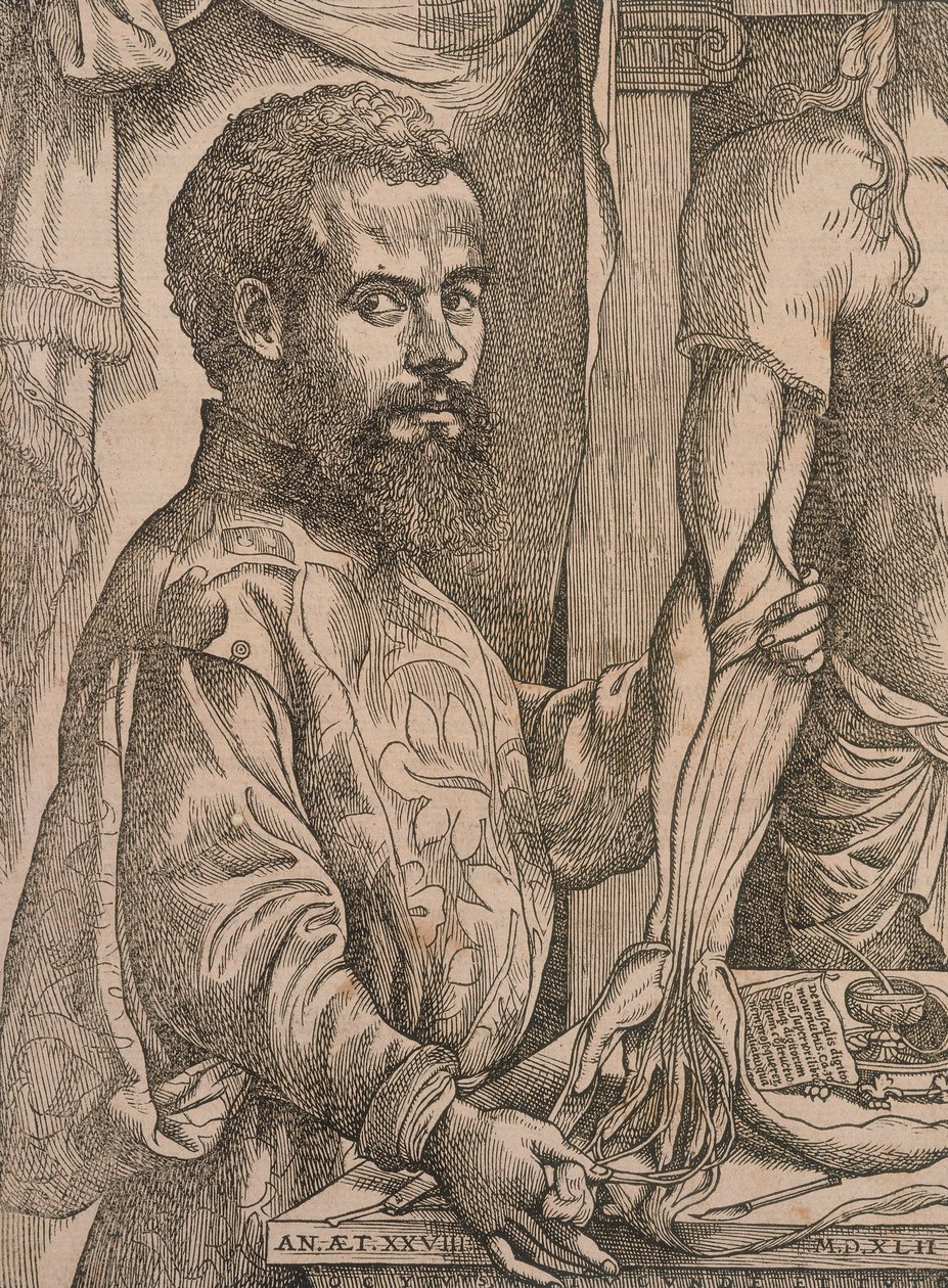 Andreas Vesalius disséquant les muscles de l