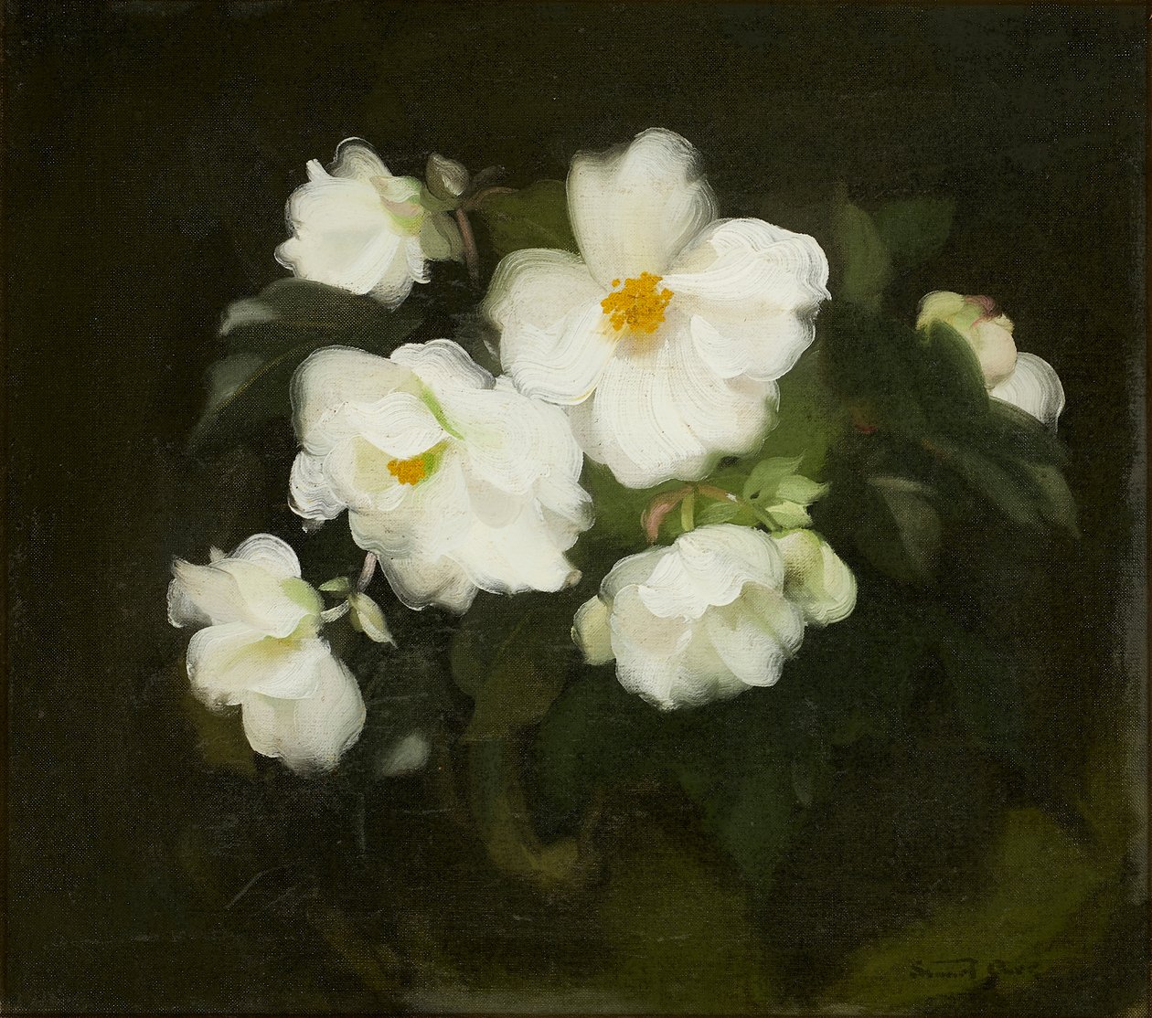 Roses blanches - Stuart Park