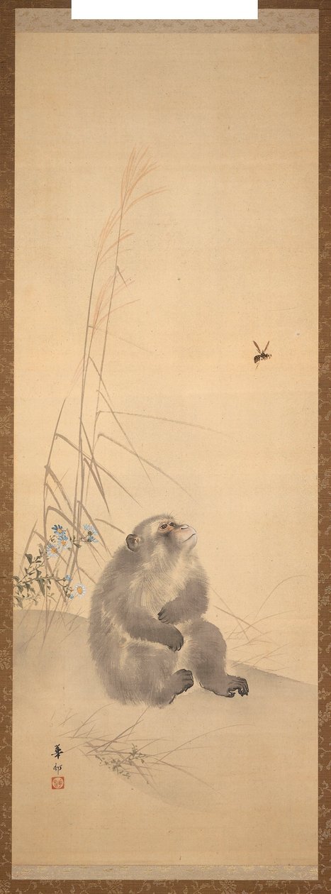 Singe - Suzuki Kason