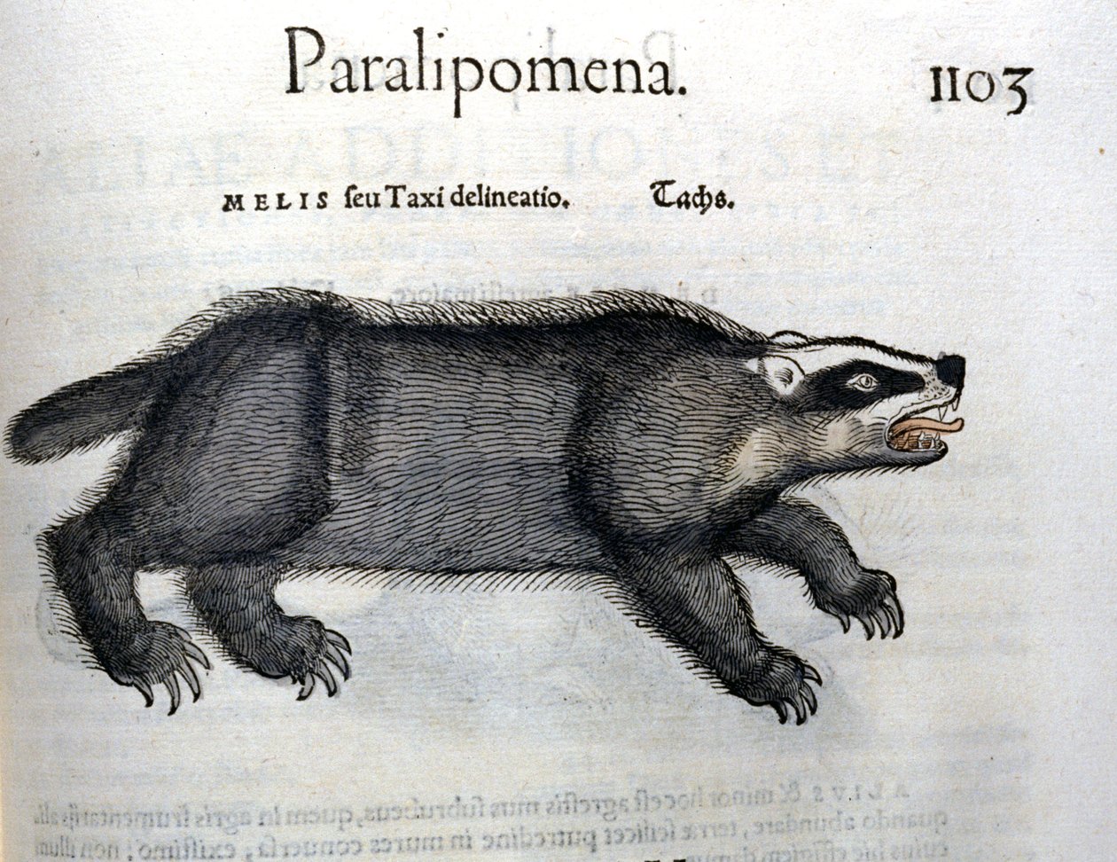 Blaireau, illustration de 