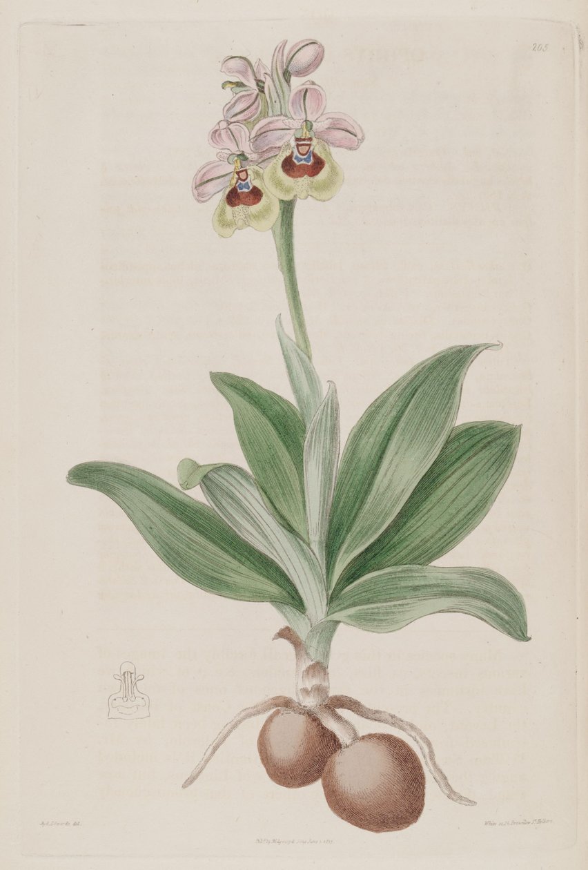 Illustration de Ophrys tenthredinifera - Sydenham Teast Edwards