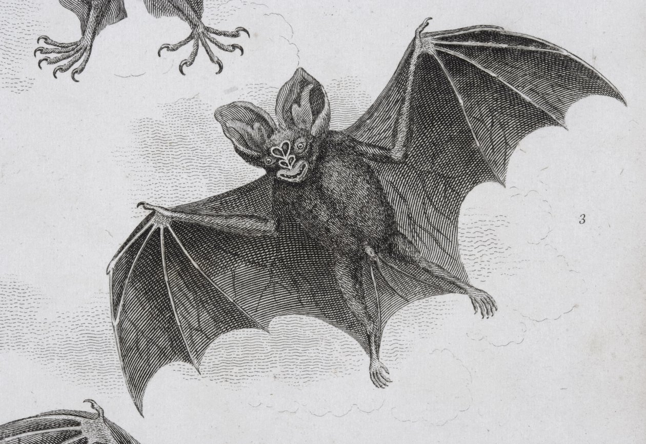 Chauve-souris, gravé par Milton - Sydenham Teast Edwards