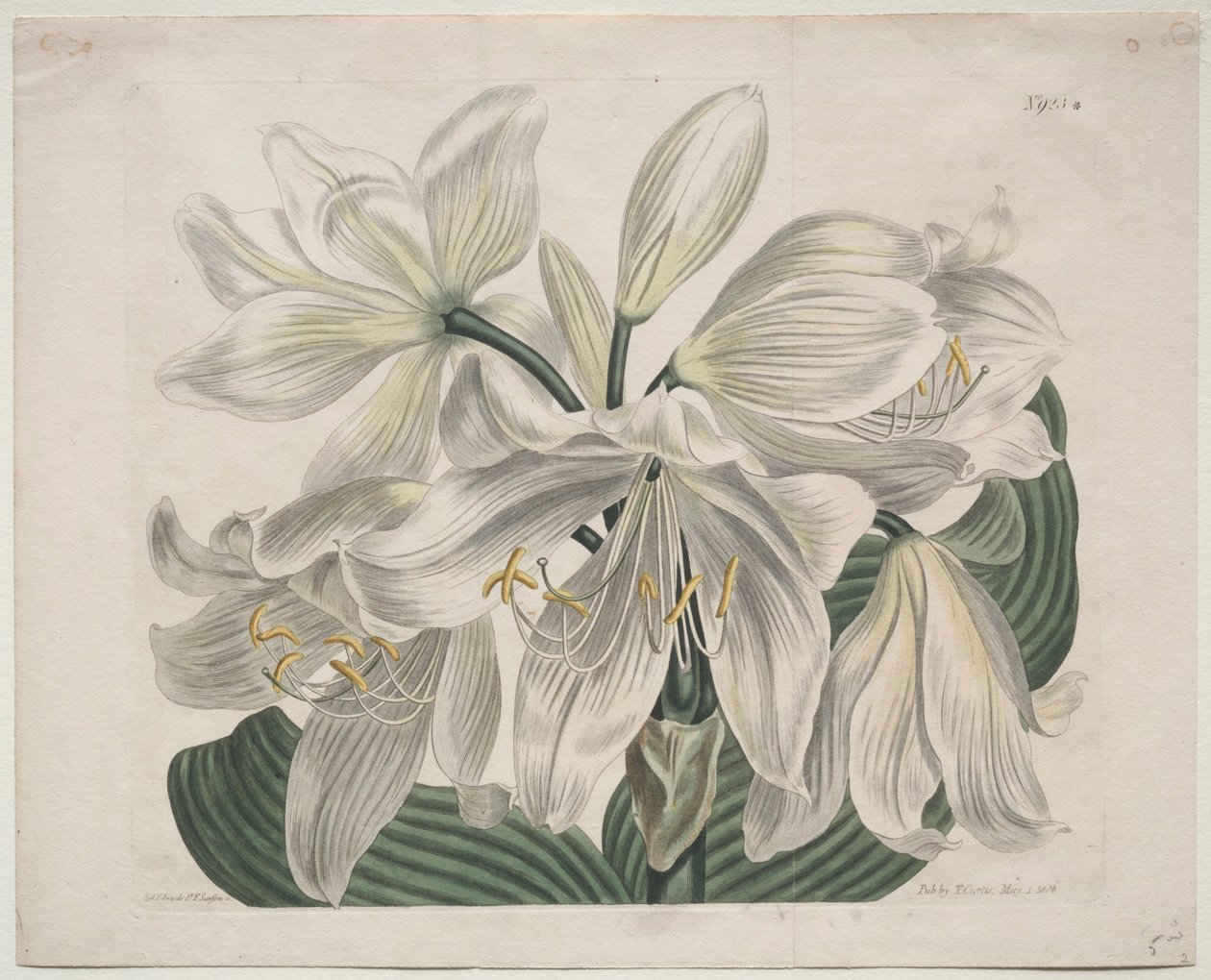 Le magazine botanique ou le jardin de fleurs exposé : Lys du Cap Blanc, 1806 - Sydenham Teast Edwards