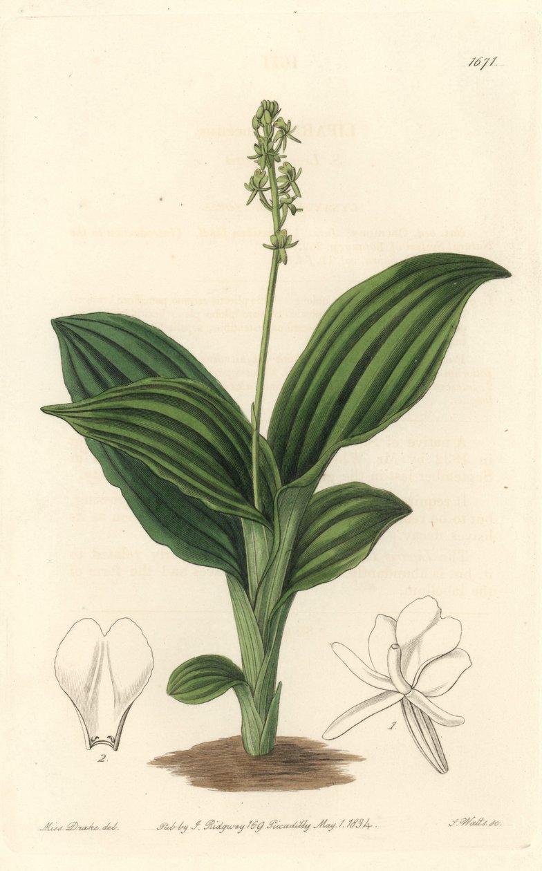 Orchidée Liparis africaine - du Botanical Register - Sydenham Teast Edwards