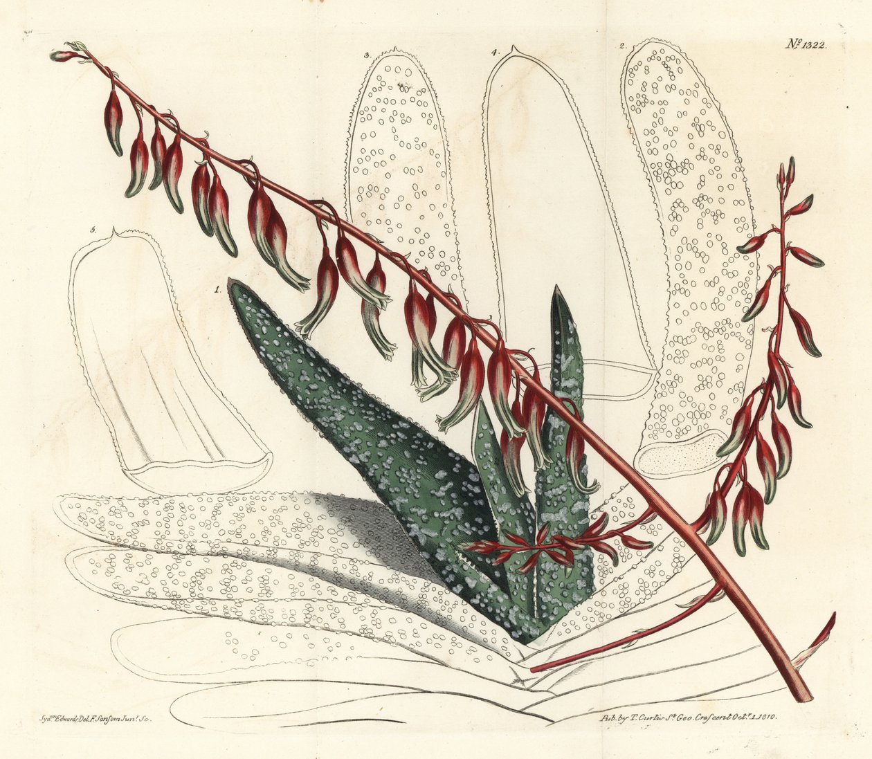 Aloès éventail - Aloès éventail, Aloe plicatilis (Aloès langue, Aloe lingua). Gravure à la main par F. Sansom Jr. d