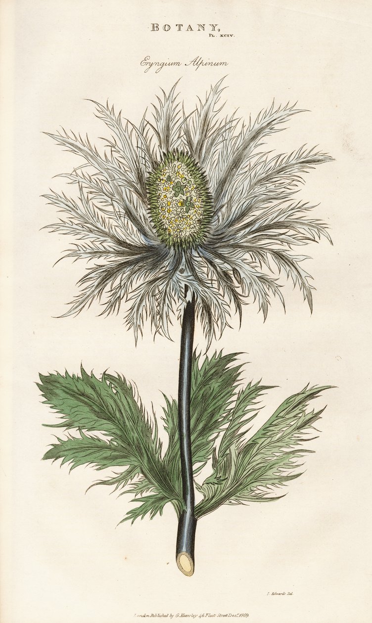Chardon des Alpes (Eryngium alpinum) - Sydenham Teast Edwards