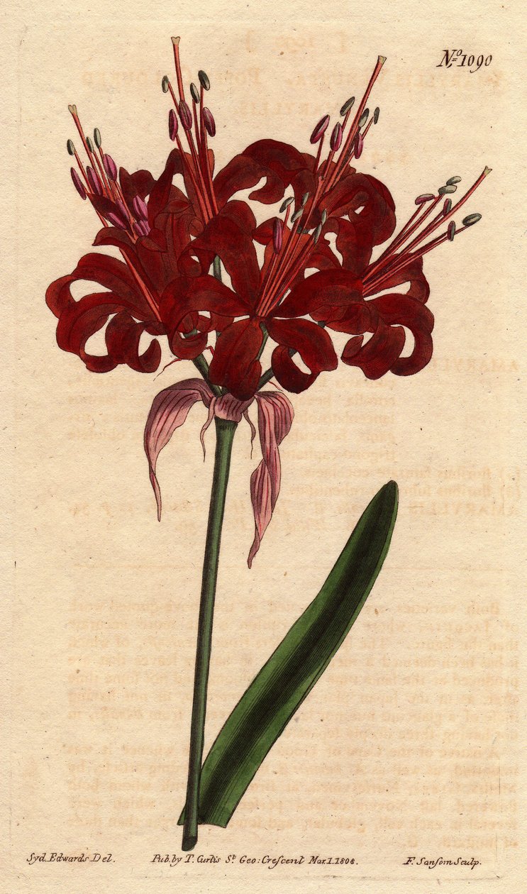 Amaryllis couleur pavot, avec des fleurs cramoisies foncées, originaire du Cap de Bonne-Espérance (Afrique du Sud) - Sydenham Teast Edwards