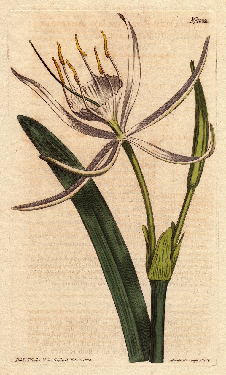 Pancratium américain avec des fleurs blanches parfumées - Sydenham Teast Edwards