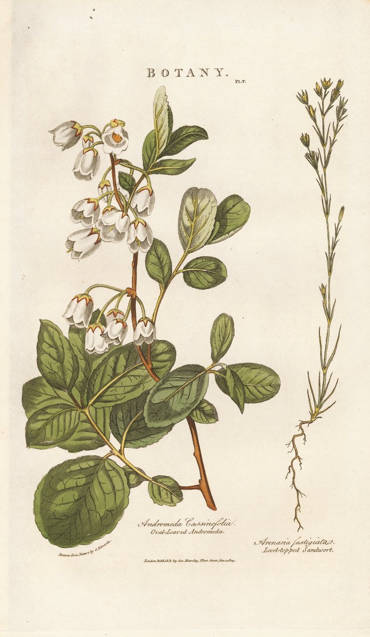 Andromède et sabline - Sydenham Teast Edwards