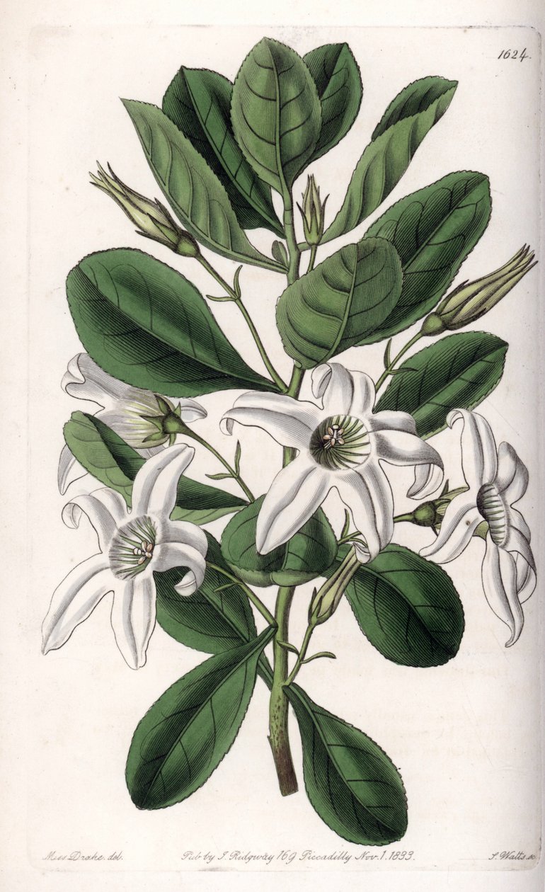 Anthocercis variété, originaire d