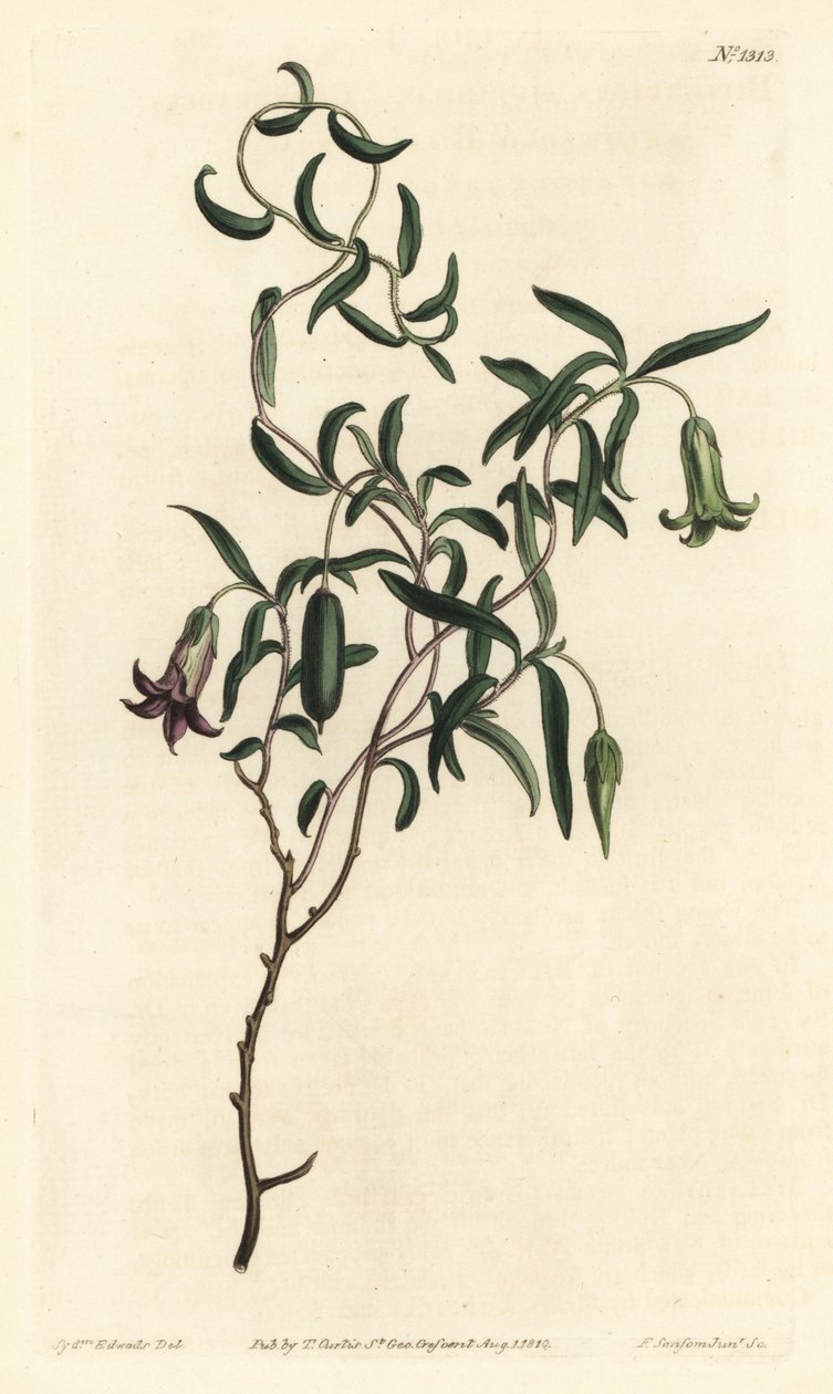 Baie de pomme ou billardiera à fleurs changeantes, Billardiera mutabilis - Sydenham Teast Edwards