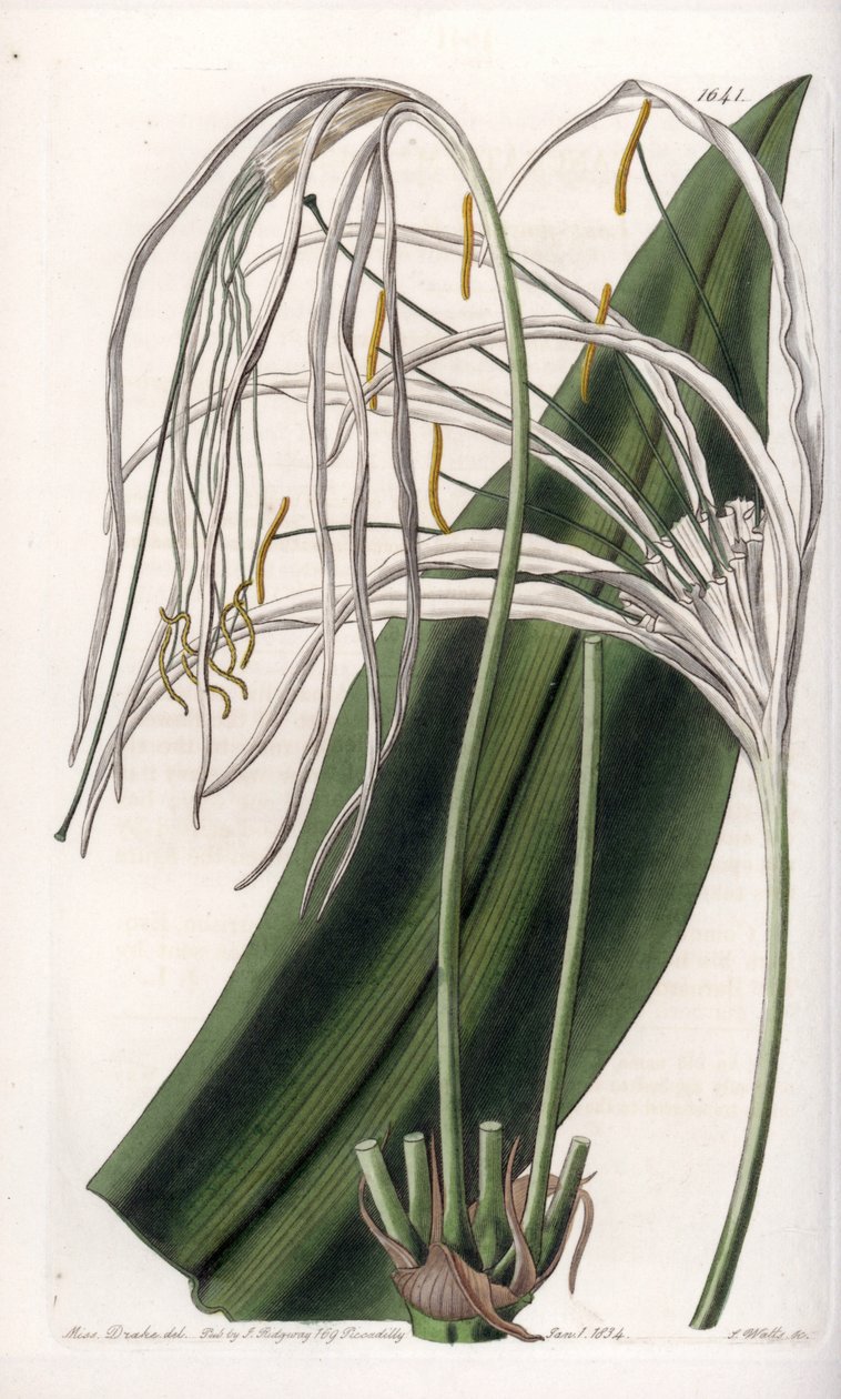 Lys araignée ou lys de mer - Sydenham Teast Edwards