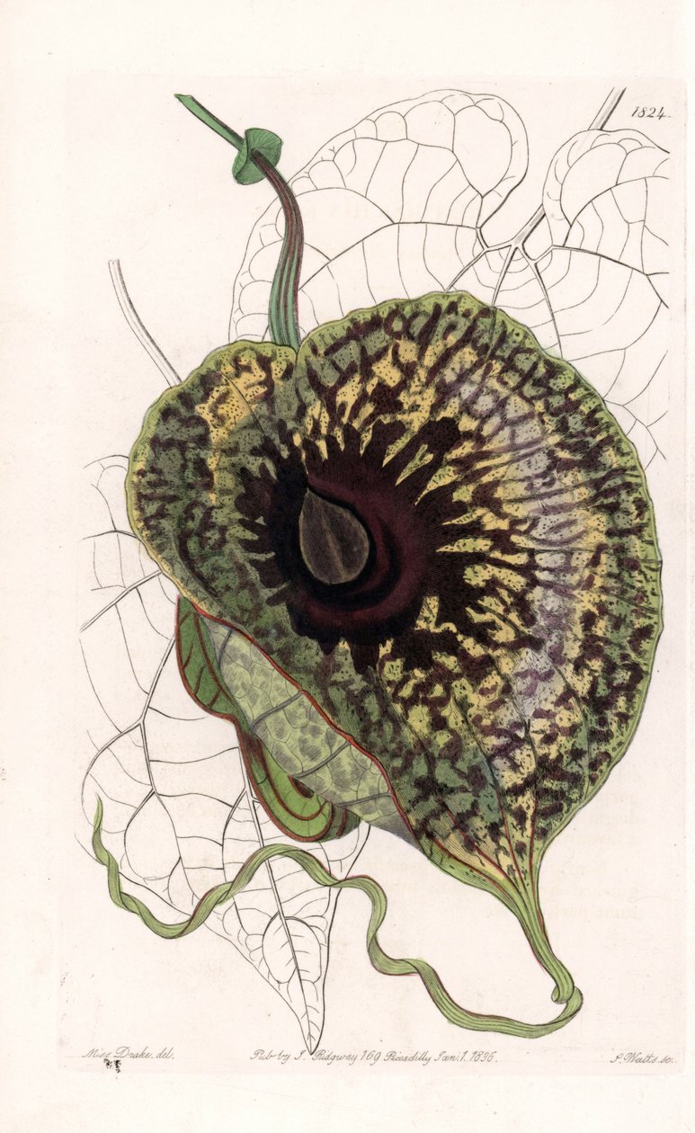 Aristoloche Variete - Gravé par S. Watts, d