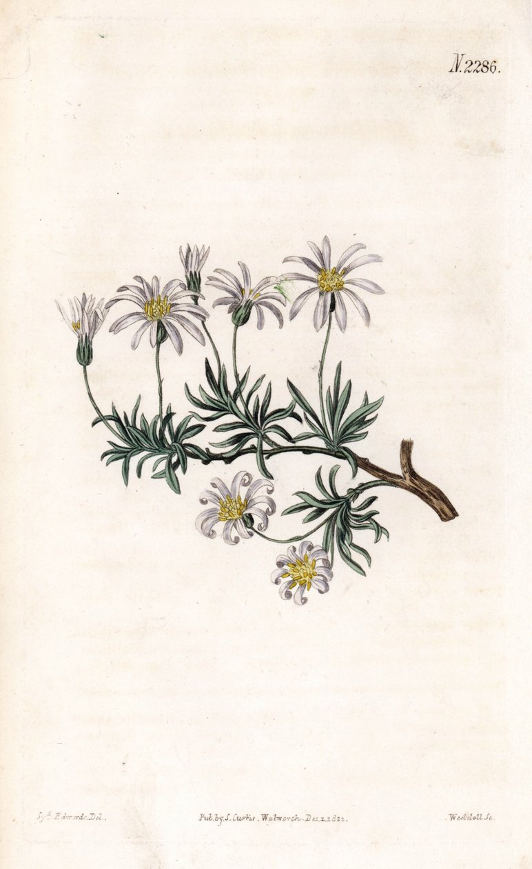 Aster acre - Sydenham Teast Edwards