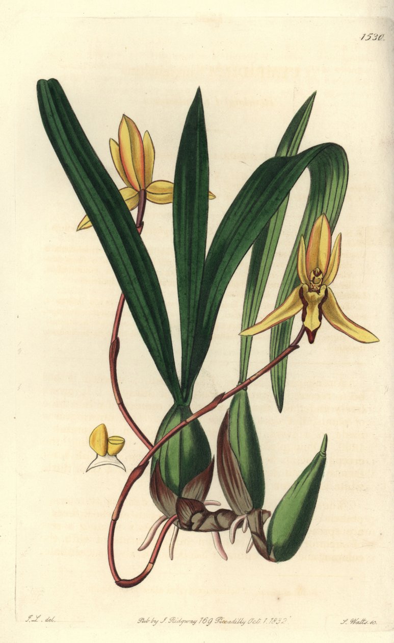 Orchidée épiphyte australienne - Sydenham Teast Edwards
