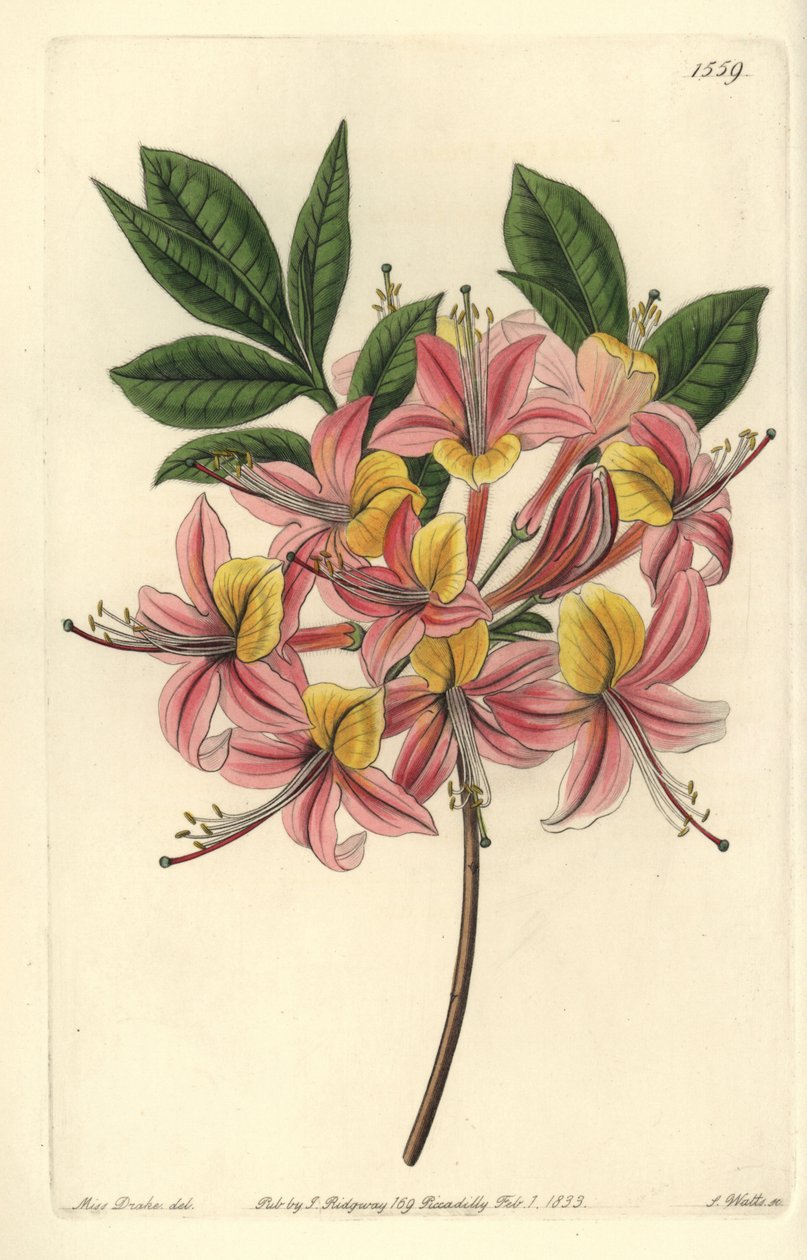 Azalée pontique jaune - Azalée jaune, Rhododendron luteum - Sydenham Teast Edwards