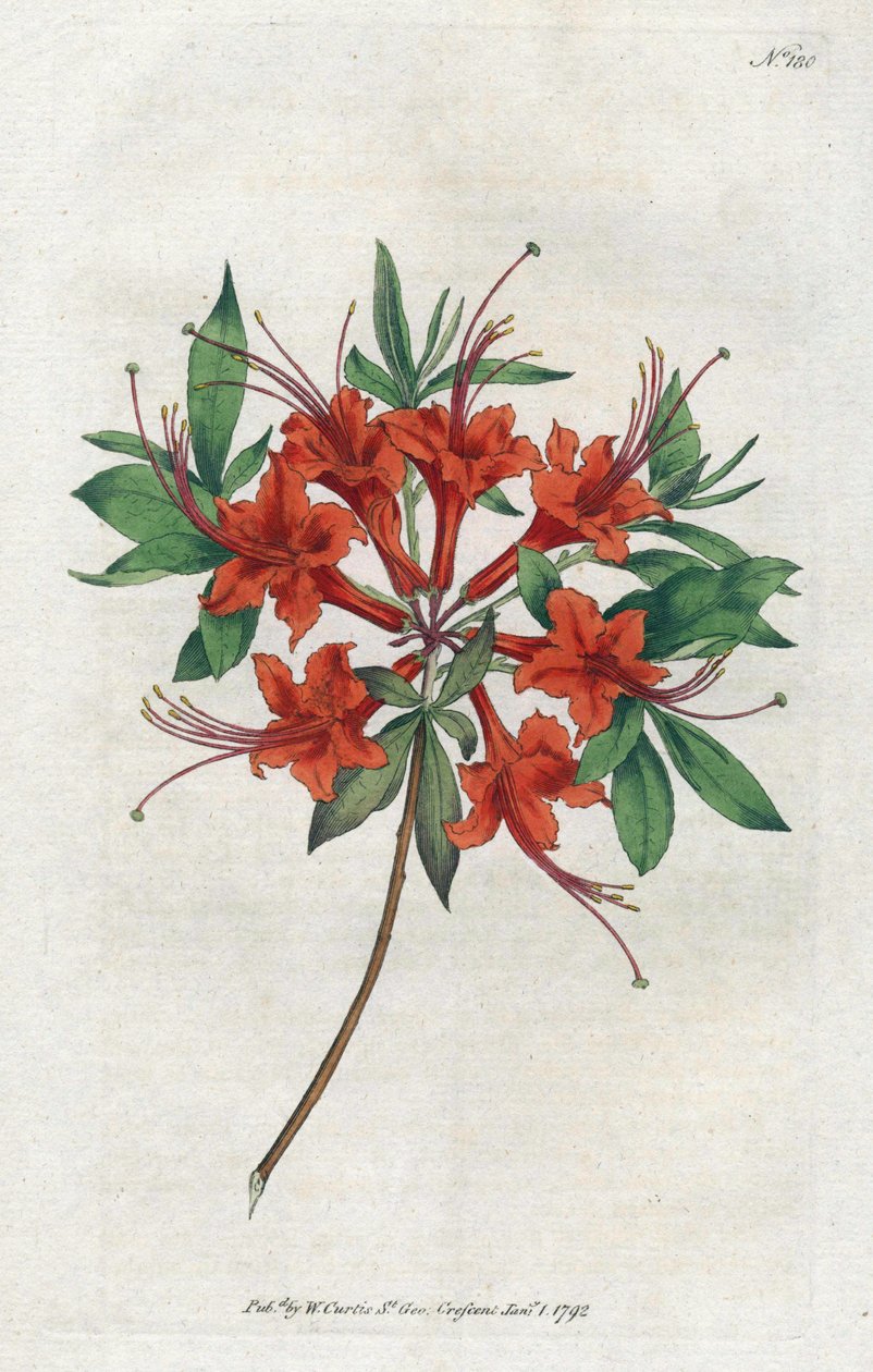 Azalée à fleurs nues (lithographie de Sydenham Edwards, Botanical Magazine de William Curtis) - Sydenham Teast Edwards