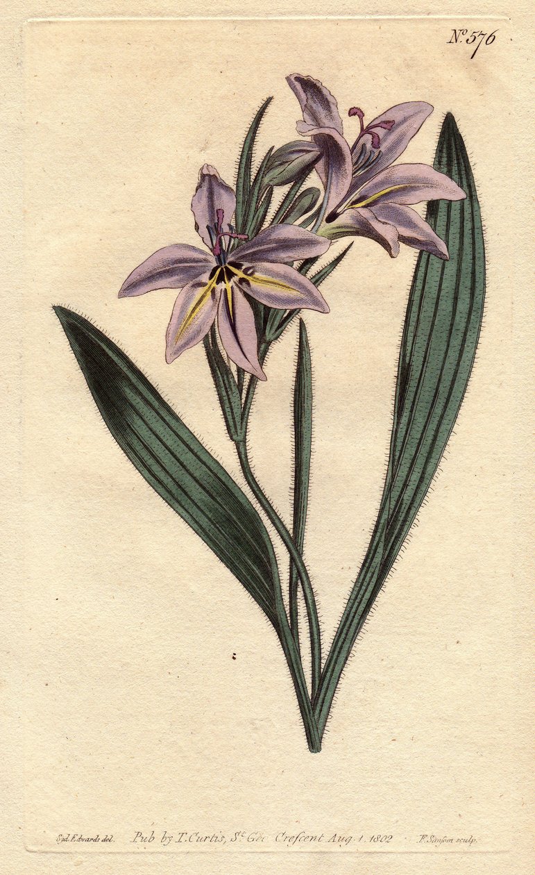 Fleur de babouin parfumée, avec des fleurs lilas pâles. Babiana plicata. Gravure à la main en couleur d
