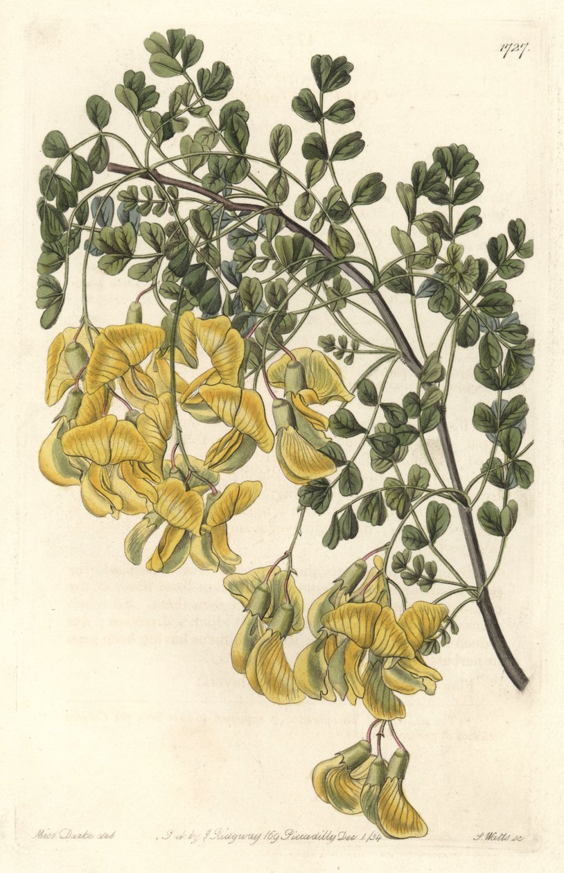 Baguenaudier du Népal - Gravure par S. Watts d