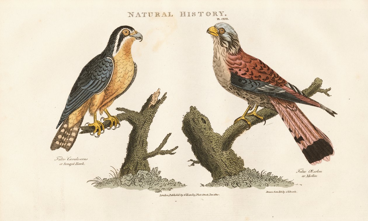 Faucon du Bengale et faucon à pieds rouges - Sydenham Teast Edwards