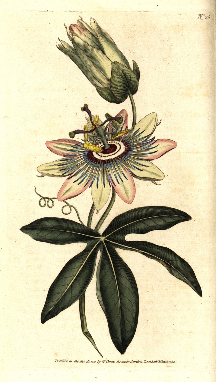 Passiflore bleue - Sydenham Teast Edwards