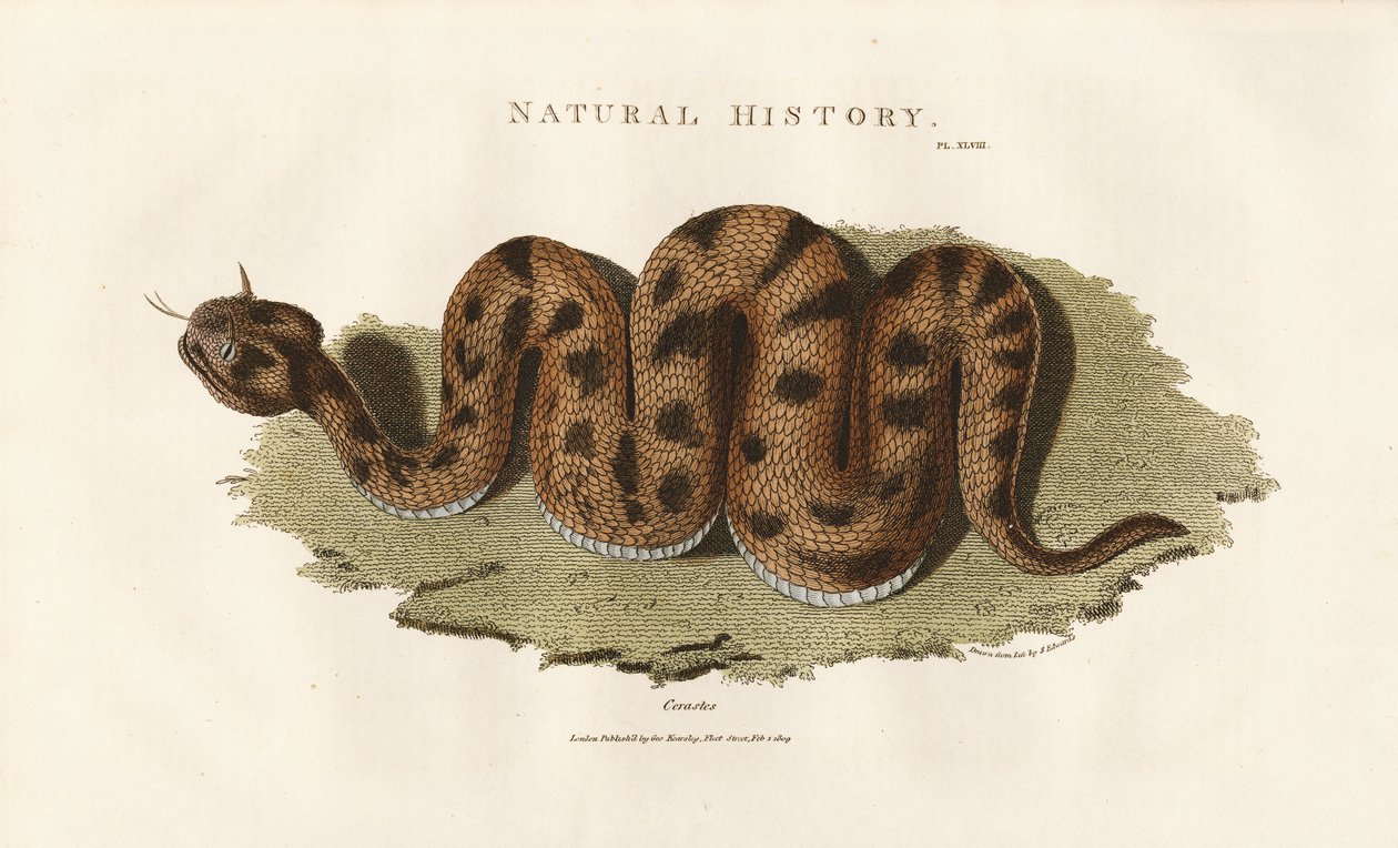 Boa Constrictor - Sydenham Teast Edwards