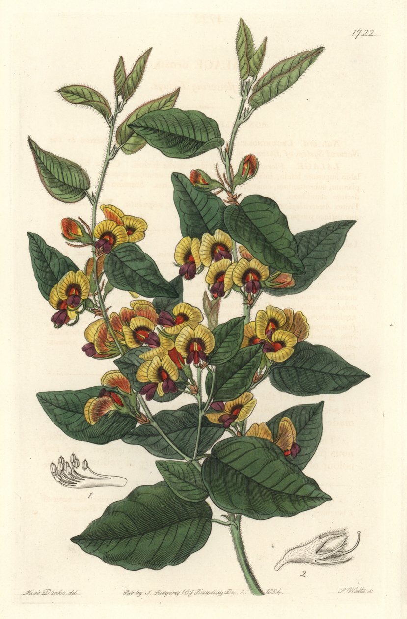Bossiaea à fleurs de grade, originaire d