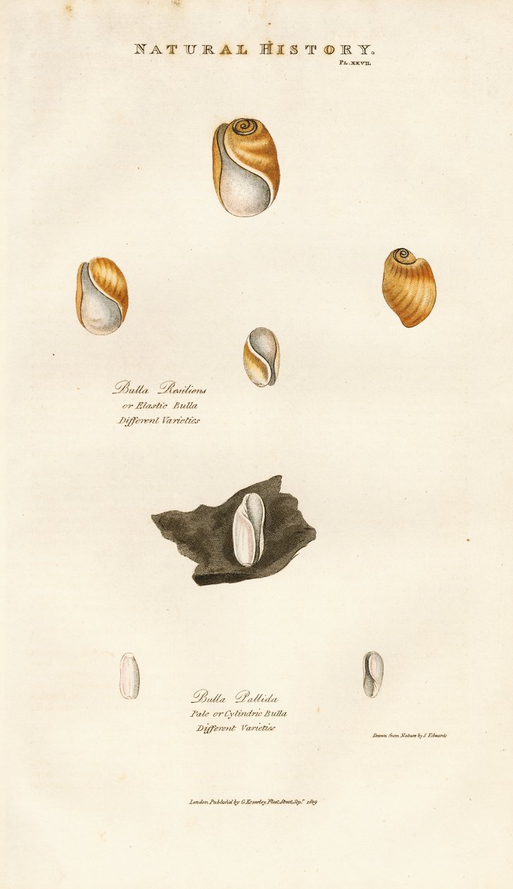 Coquilles à bulles de différentes espèces - Sydenham Teast Edwards