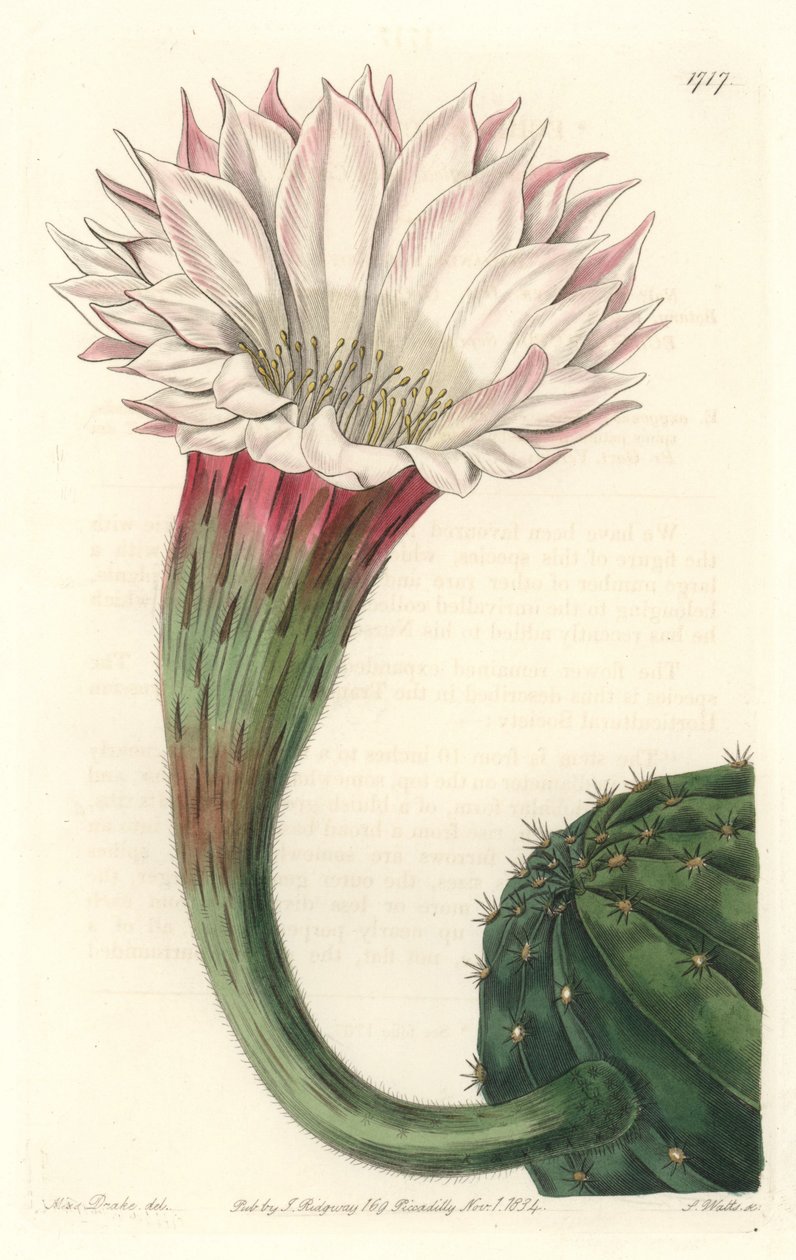 Cactus oursin ou boule de Moïse, en fleur, originaire du Brésil - du Botanical Register - Sydenham Teast Edwards