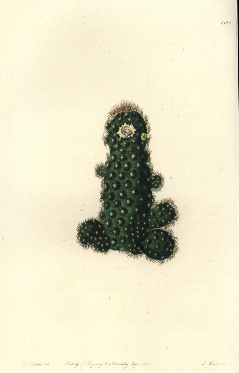 Cactus tenuis (illustration de Sarah Drake, gravure de S. Watts) - Sydenham Teast Edwards