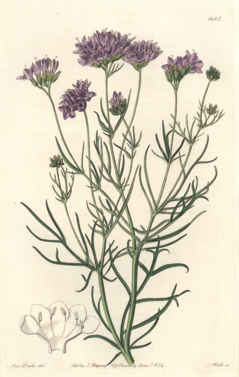 Gilia de Californie (illustration de Sarah Anne Drake) - Sydenham Teast Edwards