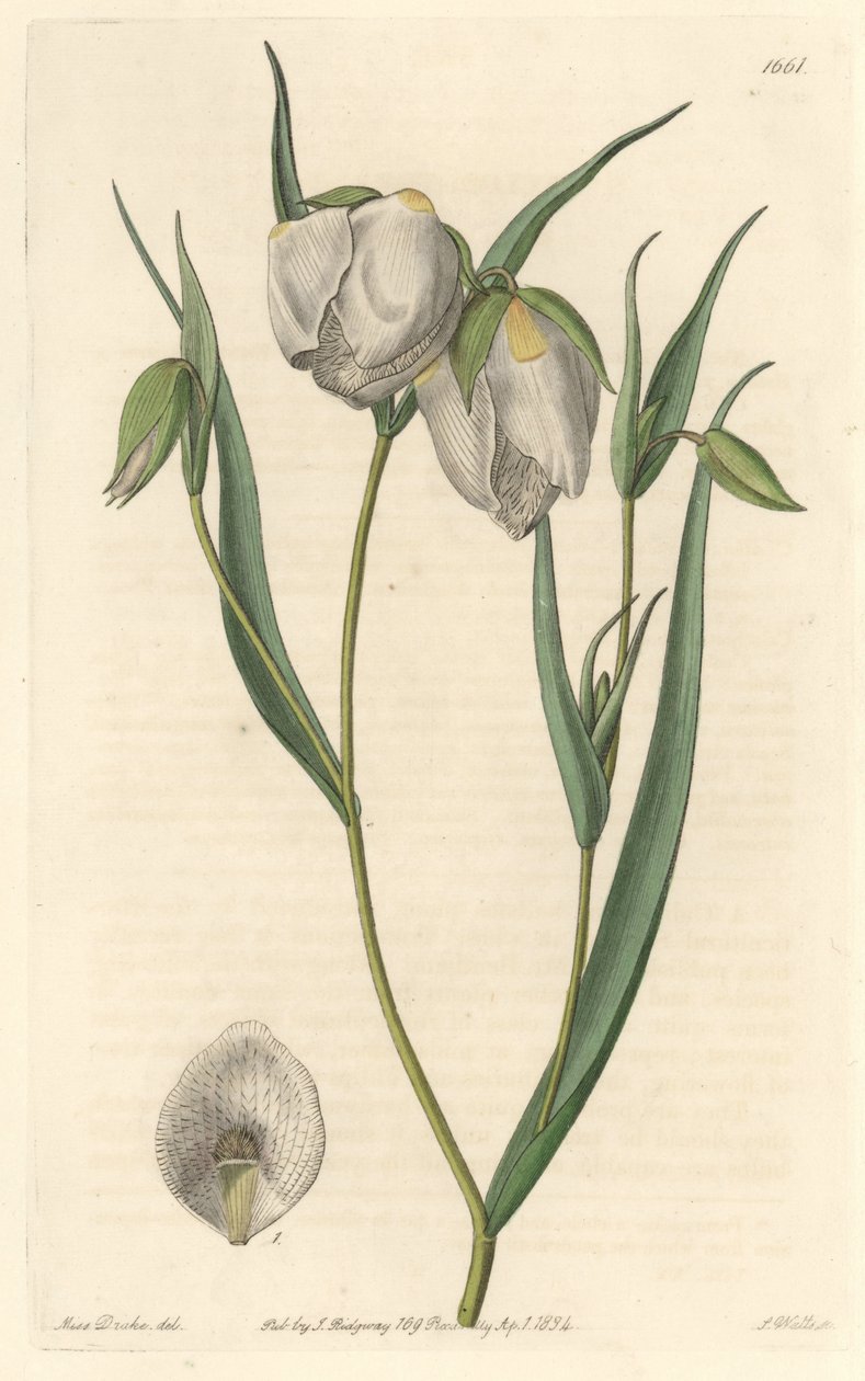 Calochorte (mariposa) ou cyclobothre à fleurs blanches, originaire de Californie - Eau-forte par S. Watts d