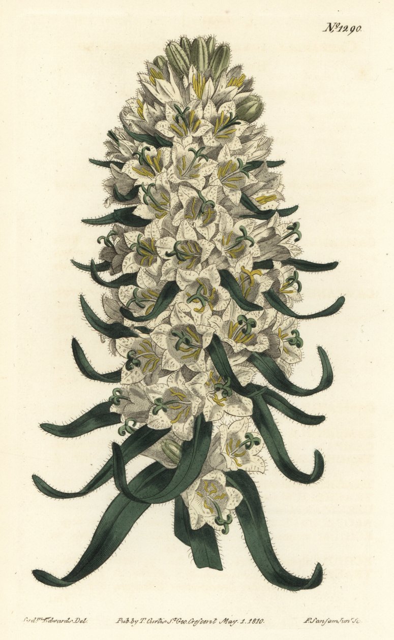 Campanule à belles fleurs - Campanule pyrénéenne, Campanula speciosa (Campanule à longues pointes, Campanula thyrsoidea). Gravure à la main par F. Sansom Jr. d