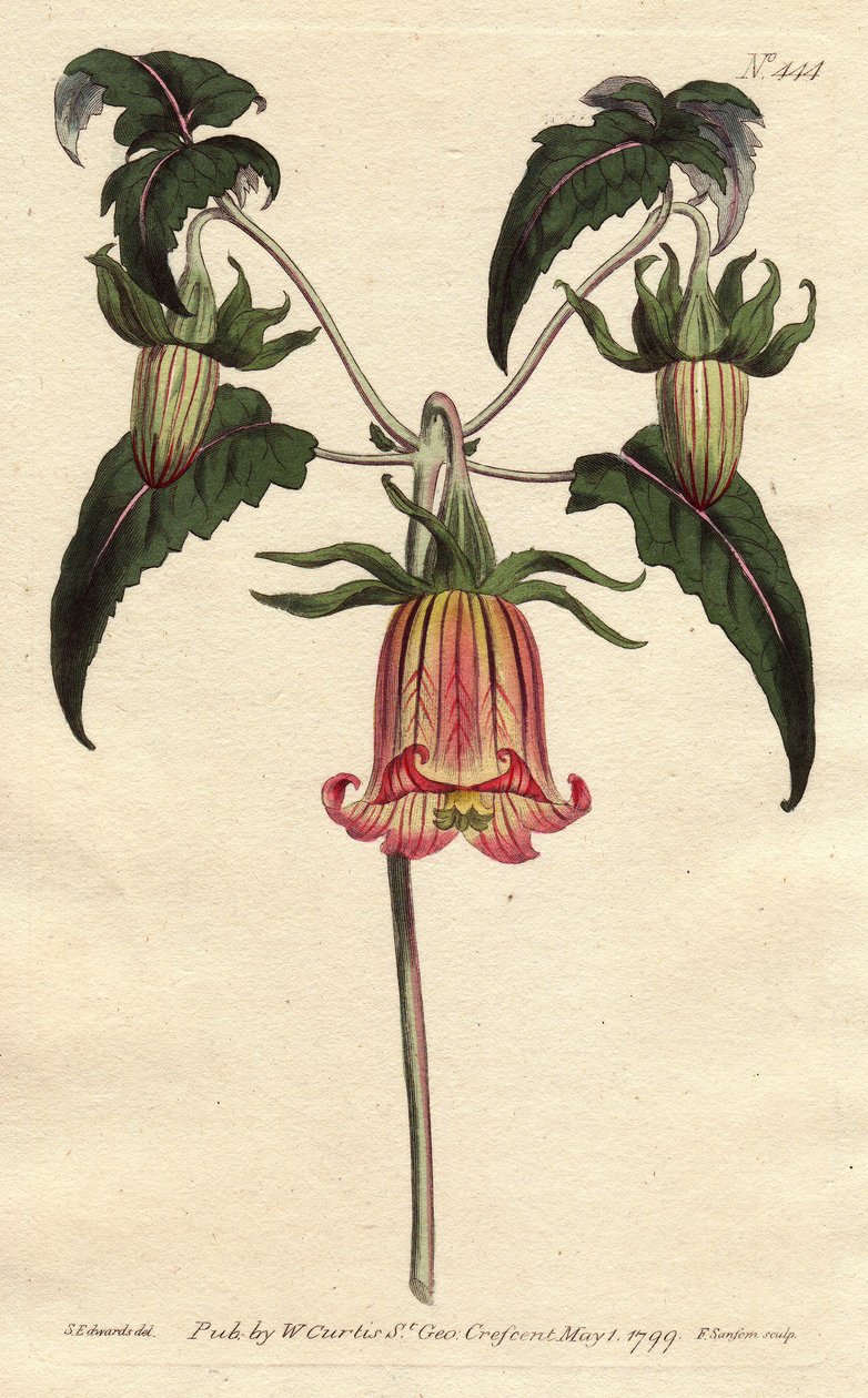 Fleur de cloche des Canaries, avec fleurs jaunes veinées de rose - Sydenham Teast Edwards