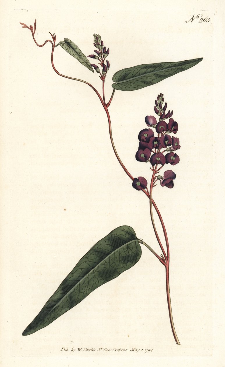Caulinia bimaculata (Glycine pourpre, Glycine bimaculata) - Sydenham Teast Edwards