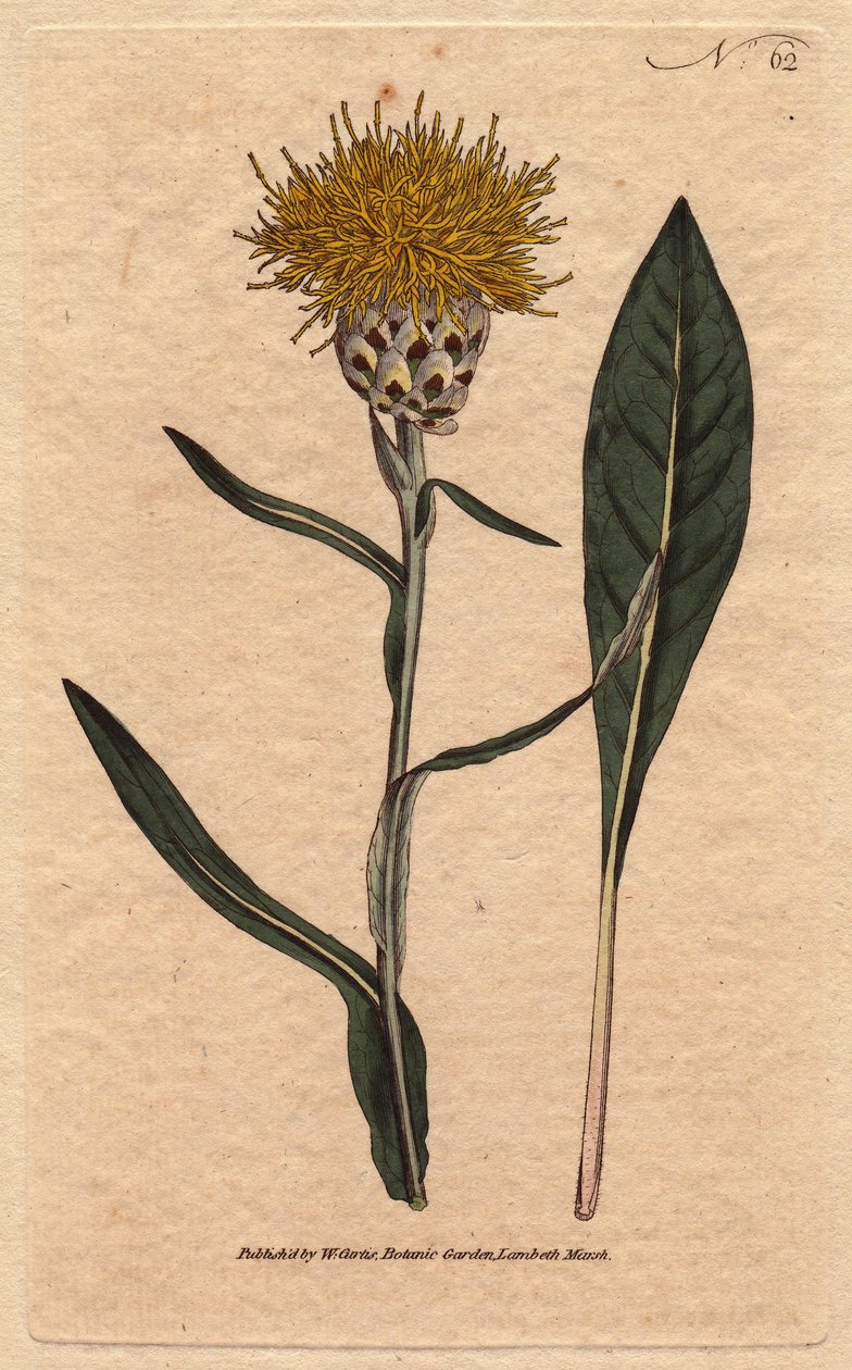 Centaurea à feuilles de pastel - Sydenham Teast Edwards