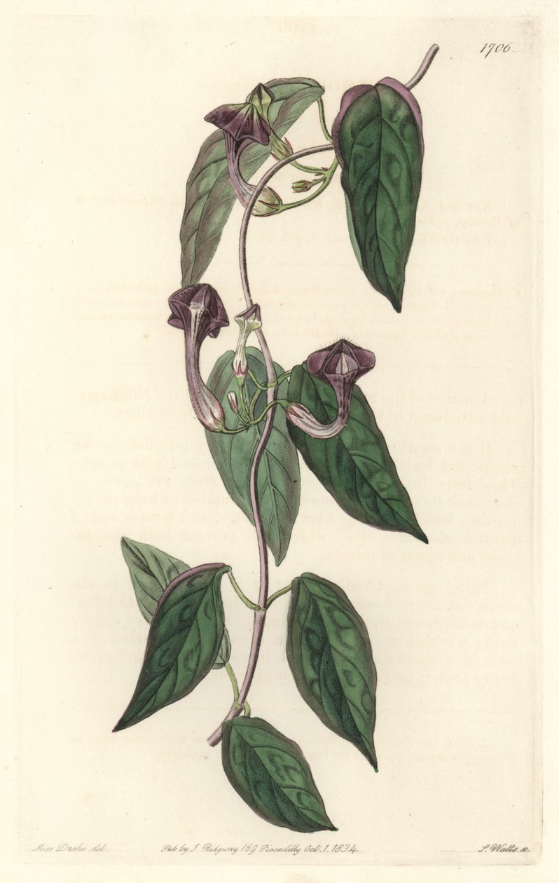 Ceropegia élégante, originaire d