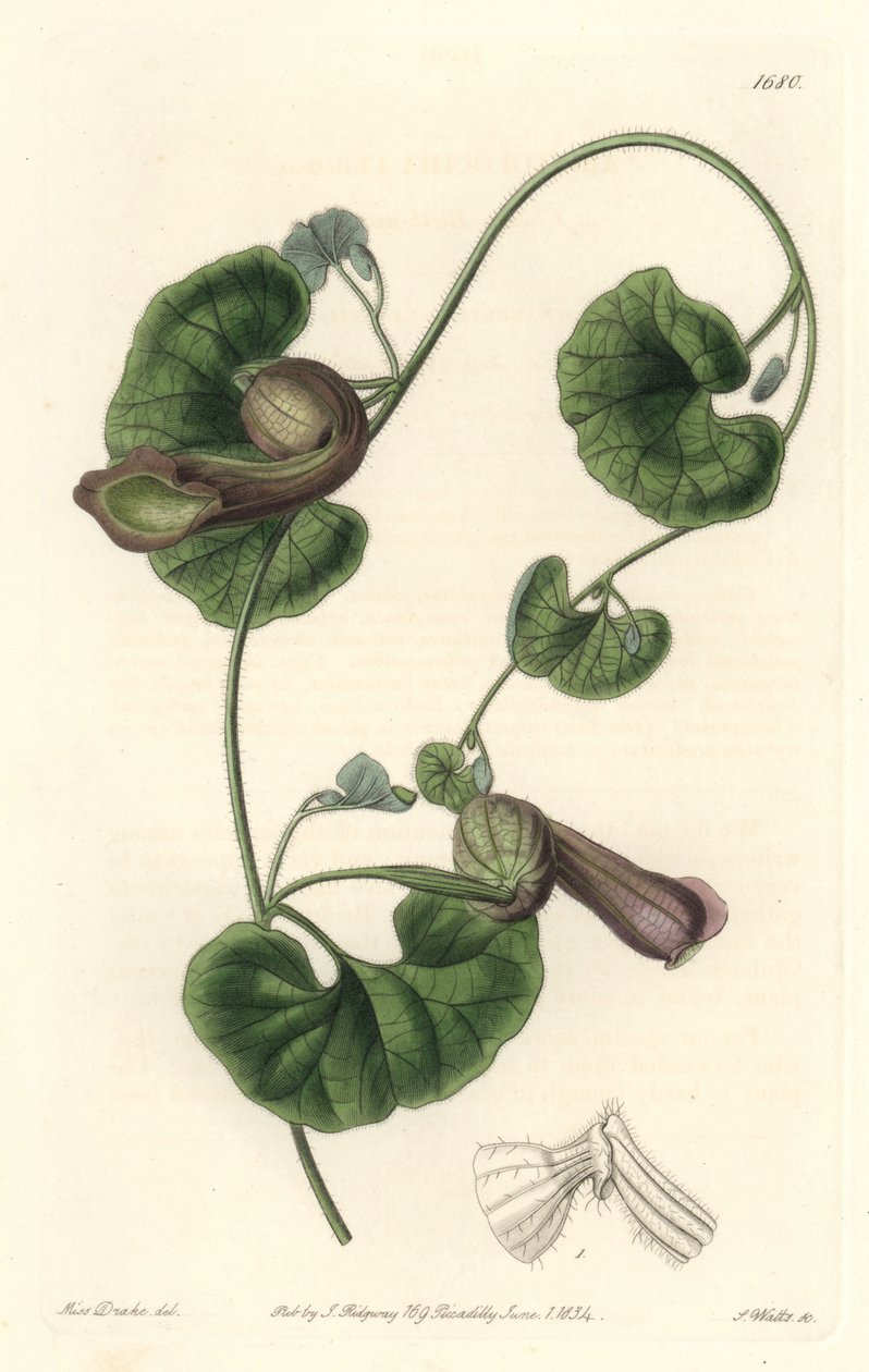 Aristoloche chilienne ou oreilles de renard - du Botanical Register - Sydenham Teast Edwards