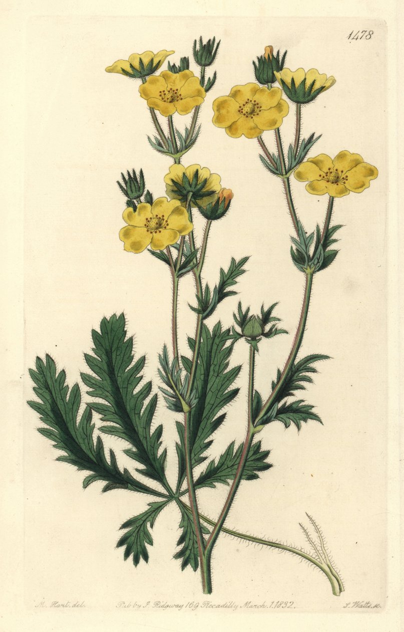 Potentille dressée - Potentilla laciniosa. Gravure à la main en couleur par S. Watts d