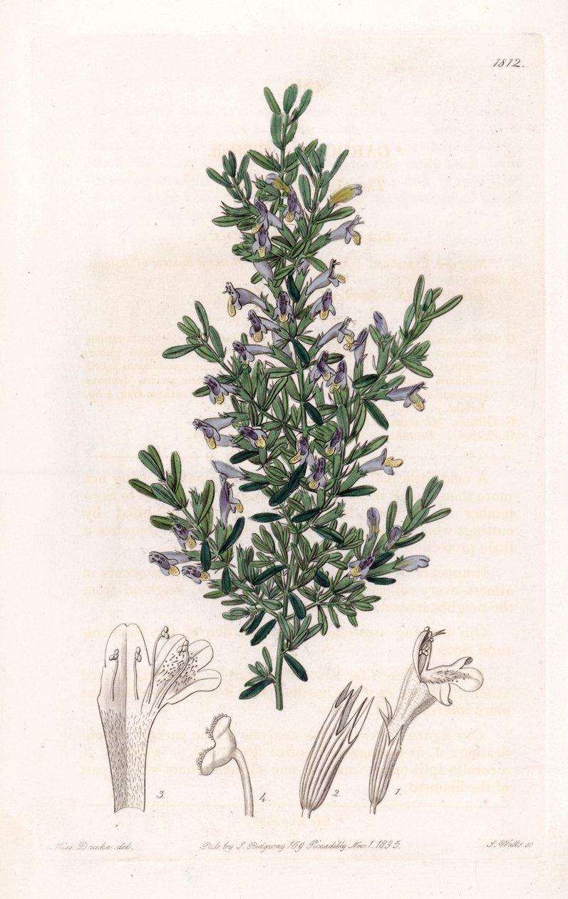 Clinopodium Variete - Planche gravée par S. Watts, d