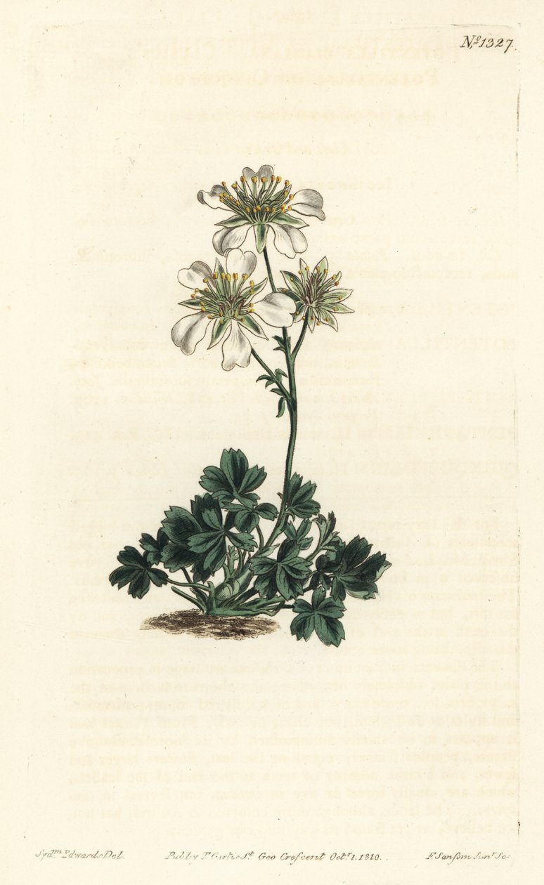 Potentille de Clusius - Sydenham Teast Edwards