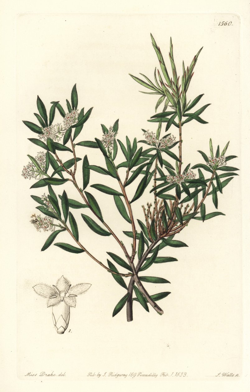 Leucopogon parviflorus. Gravure en cuivre colorée par S. Watts d