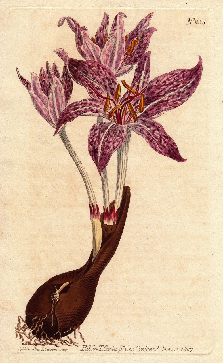 Colchique safran des prés (illustration de Sydenham Edwards) - Sydenham Teast Edwards