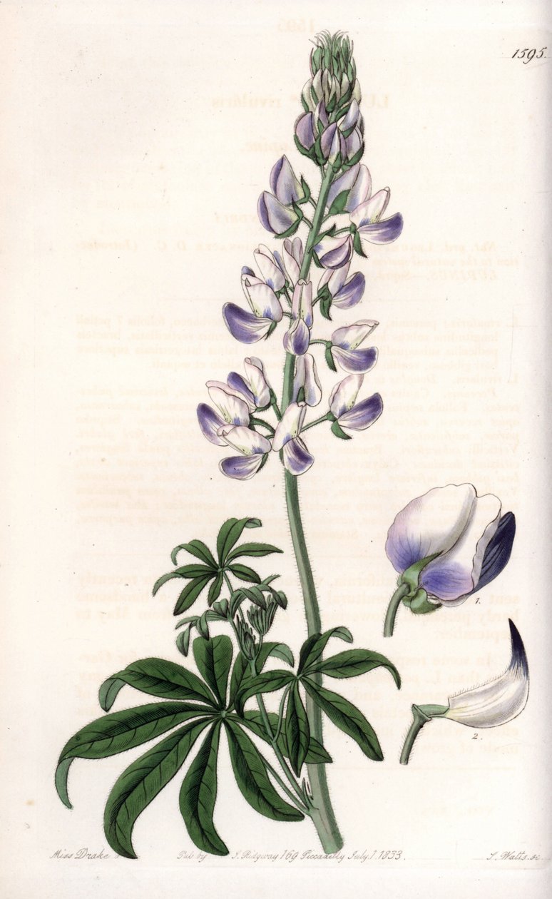 Lupin des rivières - Gravure de S. Watts, d