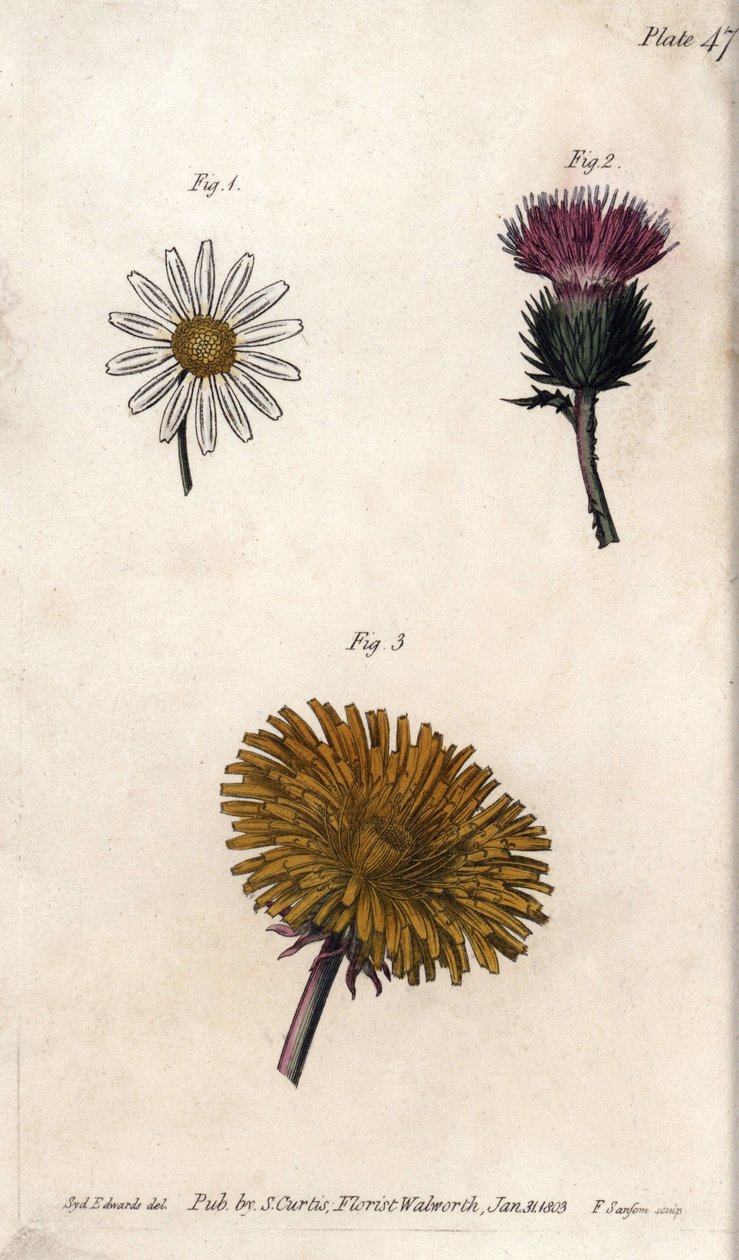 Fleurs composites : prépacket, chardon des ânes (ou faux acanthe onopordum) et pissenlit - Sydenham Teast Edwards