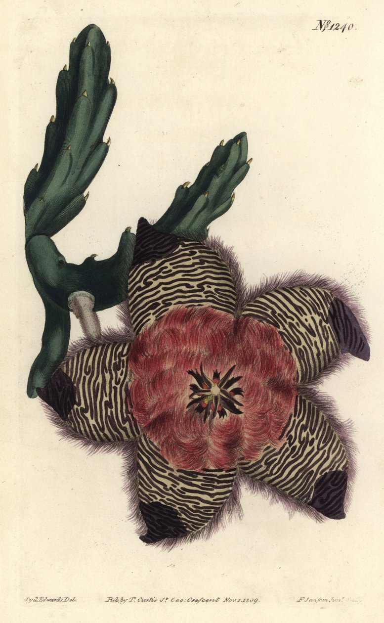 Stapelia pulvinata - Sydenham Teast Edwards
