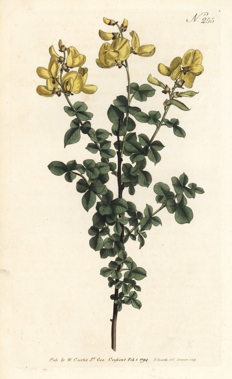 Cytisophyllum sessilifolium (Cytisus sessilifolius) - Sydenham Teast Edwards